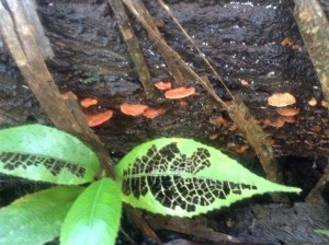 leaf texture and fungus